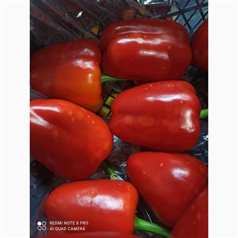 Продам перець на переробку, купити перець на переробку — Agro-Ukraine