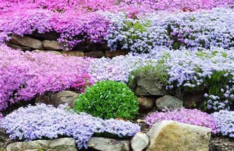 Creeping Phlox Windermere Garden Centre