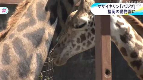 宮崎市の動物園で人気のマサイキリン 福岡県の動物園へ｜nhk 宮崎県のニュース