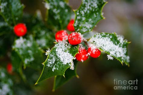 Snow Dusted Holly Bush Photograph By Sharon Cuartero Fine Art America