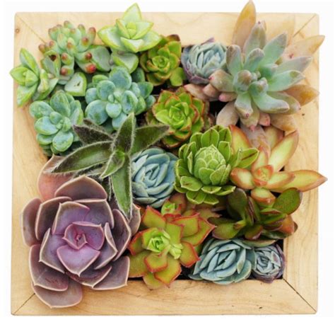 Les tableaux de succulentes Arrée Succulentes Jardins succulentes