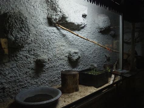 Corn snake terrarium, 2019-08-04 - ZooChat