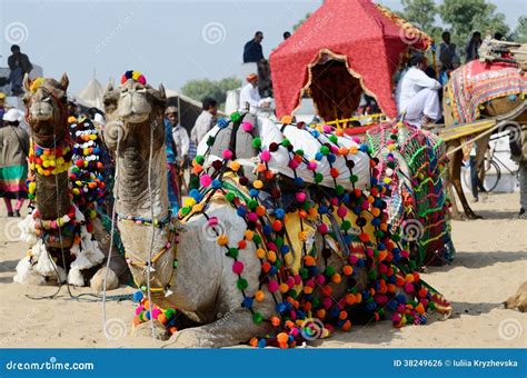 Chameaux De Dromadaire Participant Aux B Tail C L Bres Loyalement