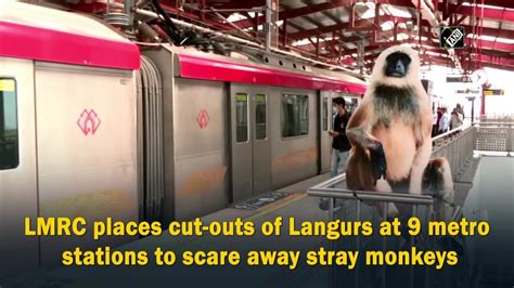 Lmrc Places Cut Outs Of Langurs At 9 Metro Stations To Scare Away Stray