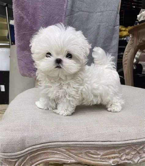 Bichon Maltez Mini Toy Bucuresti Sectorul 4 OLX Ro