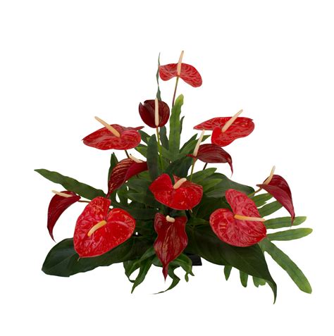 large red anthurium assortment green point nurseries gift box store