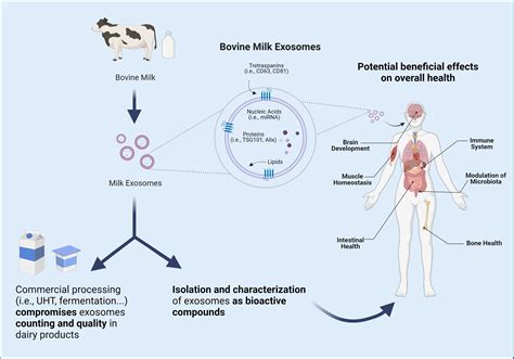 Nutrients Free Full Text Beneficial Effects Of Bovine Milk Exosomes