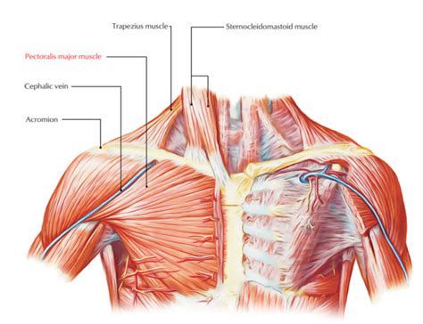 Pectoral Region Muscles Anatomy – Earth's Lab