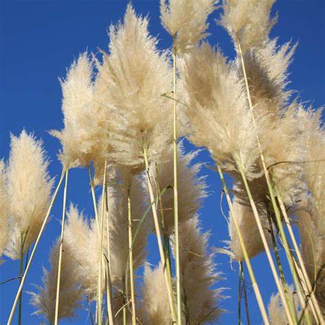 Herbe De La Pampa Cortaderia Selloana Sunningdale Silver Des