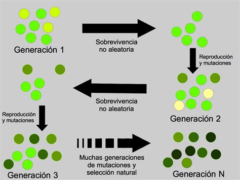 Evolución de los Organismos Vivos Darwin y la selección natural