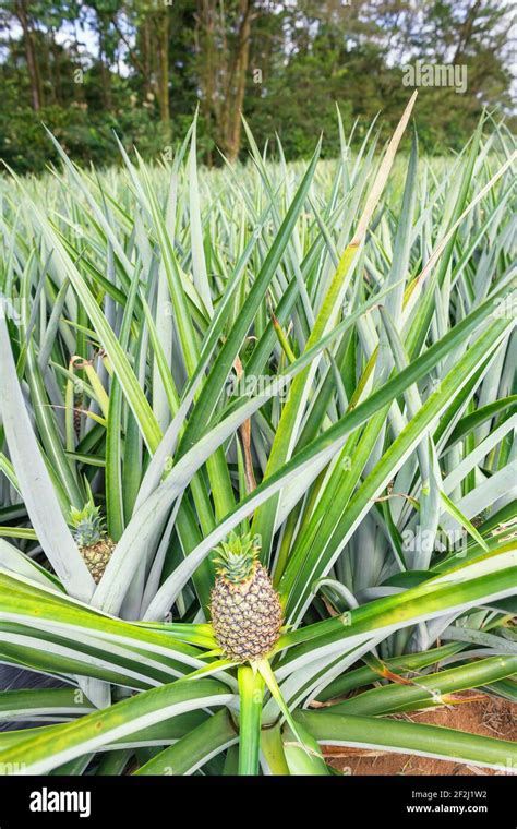 Pineapple plantation, Sarapiqui, Costa Rica, Central America Stock ...