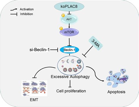 A Schematic Depiction Of The Plac Akt Mtor Signalling Axis And Its