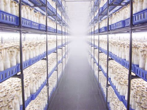 Comparison of Kinoko with White Mushrooms | Hokto Kinoko Company