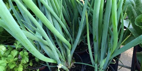 Culture de la Ciboule au jardin aromatique du semis à la récolte