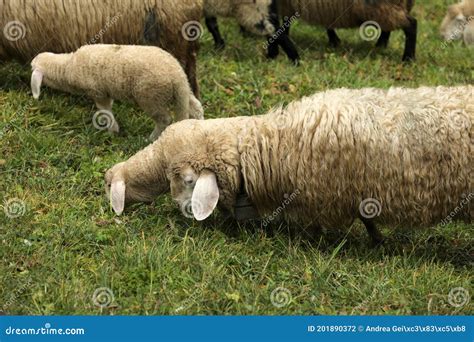 Sheep Flock of sheep stock photo. Image of livestock - 201890372