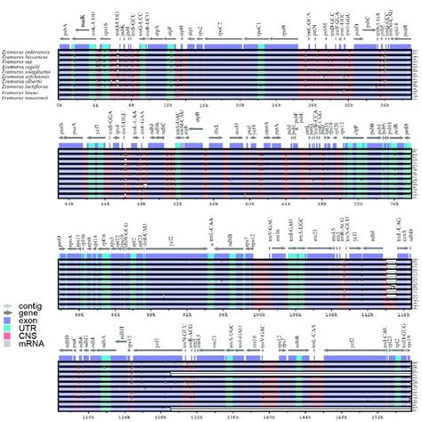 Chloroplast Genome Features Of Ten Eremurus Species Ssr Distribution