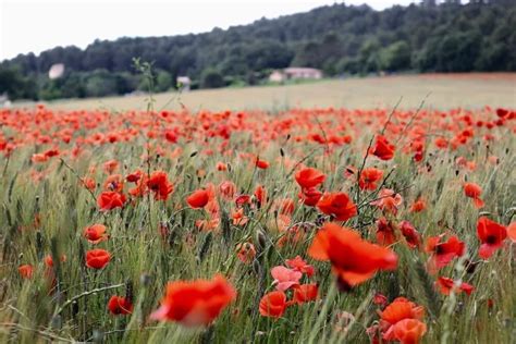 La Vraie Signification Spirituelle du Coquelicot Ses 8 Interprétations