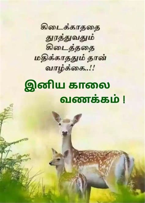 Pin By Barthasarathy Couppoussamy On காலை வணக்கம் In 2024 Good Morning Love Messages Good