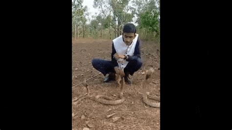 Karnataka Cobra Bit Youth While He Was Doing Stunt With Three Cobras Video Went Viral Dgtlv