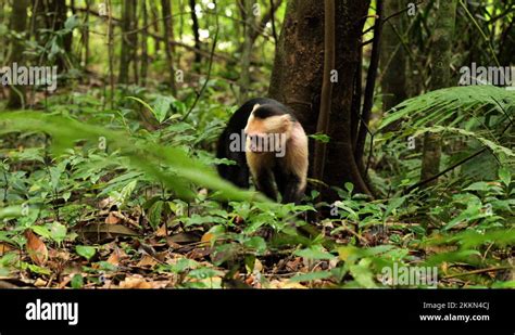 Guanacaste wildlife Stock Videos & Footage - HD and 4K Video Clips - Alamy