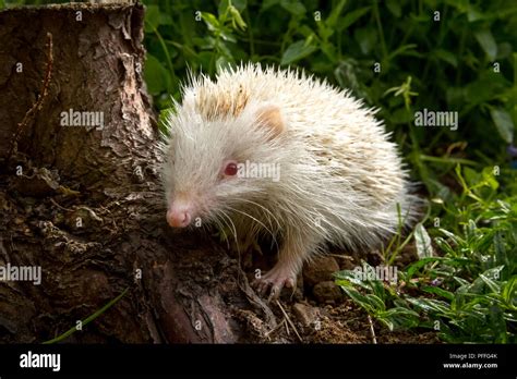 Albino Hedgehog Hi Res Stock Photography And Images Alamy