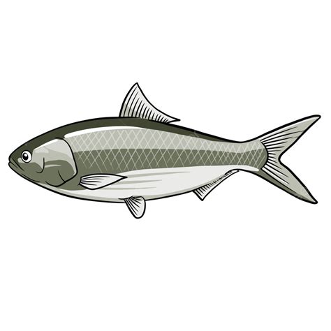 Pez Hilsa Png Dibujos Pescado Pez Tampón Pez Palva Png Y Vector Para