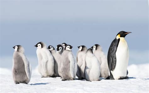 Climate Crisis Emperor Penguin At Serious Risk Of Extinction