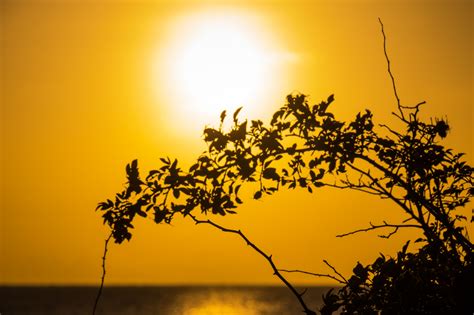 Wallpaper Sunlight Sunset Sea Nature Reflection Sky Silhouette Branch Sunrise Yellow