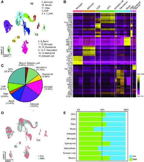 Cell Type Identification A UMAP Visualization Showing The Cluster Of