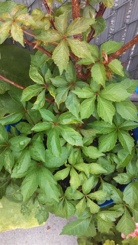 Vining Plant W 5 Jagged Leaves And Red Stems