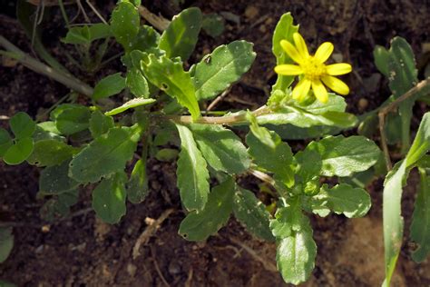 Senecio Leucanthemifolius Margeritenbl Ttriges Greiskraut Flickr