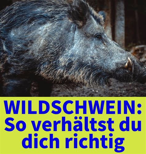 Wie Verh Lt Man Sich Bei Einem Wildschwein Angriff Wildschwein