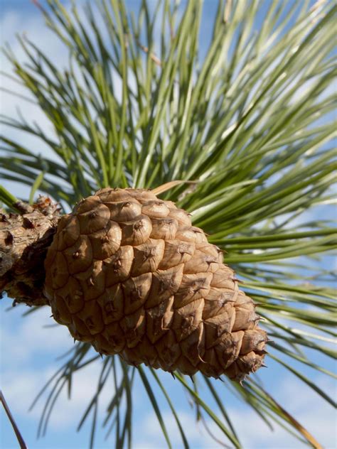 Featured Plant Pitch Pine Brooklyn Bridge Park