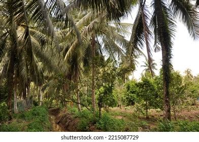 Cocos Nucifera Tree Garden Stock Photo 2215087729 | Shutterstock