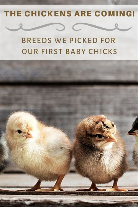 Breeds for our first baby chicks