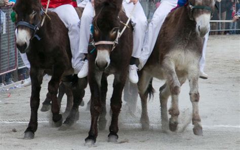 Il Rione Croce Bianca Ha Vinto Il Palio Di San Rocco