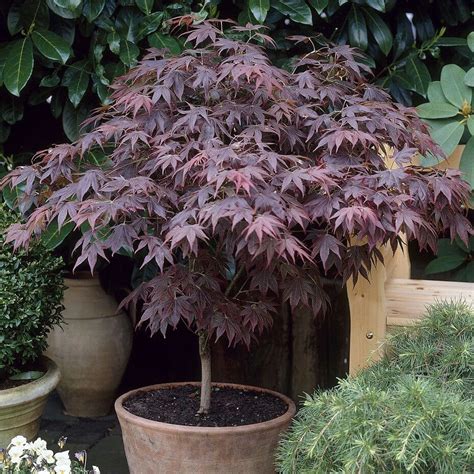 Japanese Maple Tree Acer Palmatum Bloodgood Roots Plants