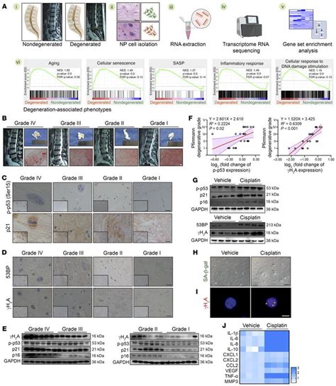 Jci Disassembly Of The Trim56 Atr Complex Promotes Cytodnacgassting