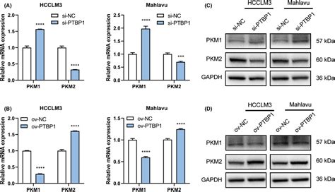 Polypyrimidine Tractbinding Protein 1 PTBP1 Negatively Regulated