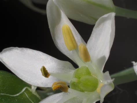 Una Flor Blanca Con Estambres Amarillos Y Un Estambre Verde Foto Premium