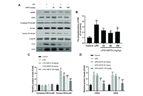 Amts Treatment Inhibited The Activation Of The Nf κb Pathway A