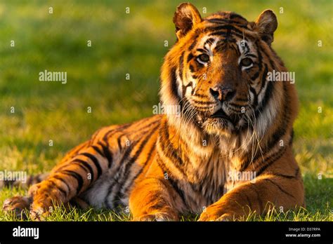 Bengal Tiger Panthera Tigris Tigris Lying Down Stock Photo Royalty