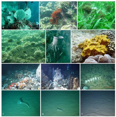 JoF | Special Issue : Aquatic Fungi: From Natural Ecosystems to Unusual ...