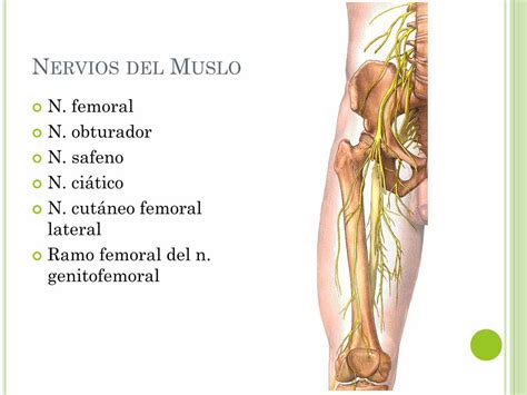 PDF MUSLO telmeds org MÚSCULOS DEL MUSLO Compartimento Anterior o