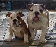 American English Bulldog Mix • Globerove.com