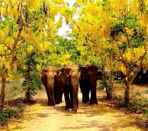 Elephant Sanctuary Kanchanaburi, Thailand | Elephant sanctuary ...