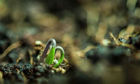 Tomato Germination And You: How It Works - Epic Gardening