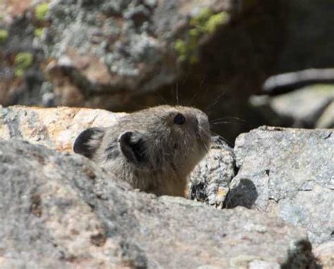 Pika Patrol, Part II | Colorado In Depth and At Altitude