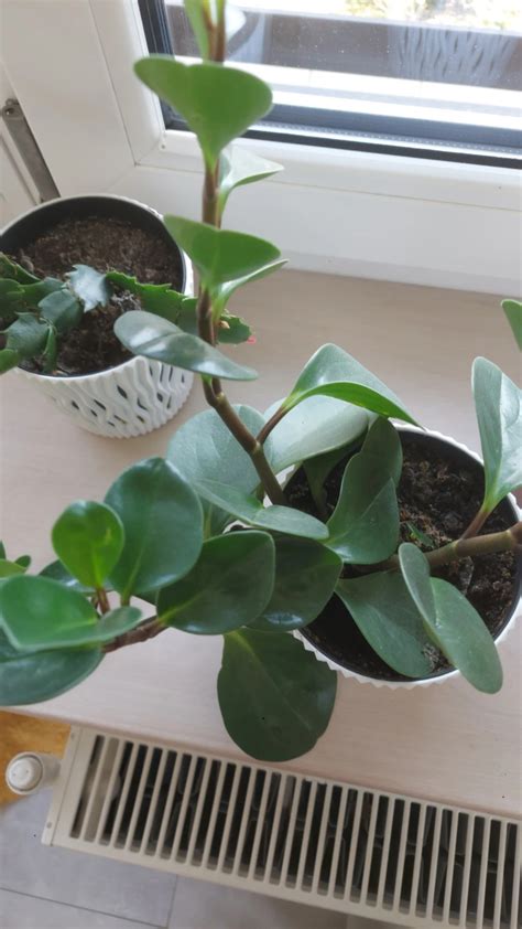 How To Treat Black Blotch Disease On Baby Rubber Plant