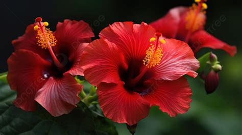 Red Hibiscus Flower Background Flower Types Of Hibiscus Flowers